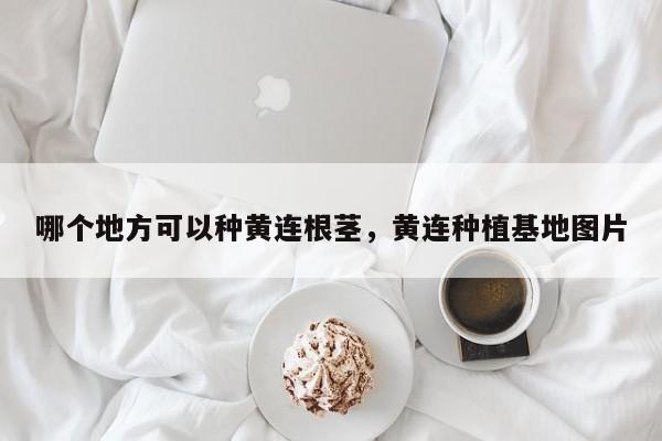 哪个地方可以种黄连根茎，黄连种植基地图片