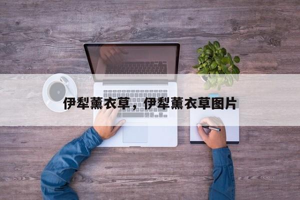 伊犁薰衣草,伊犁薰衣草图片 第1张 伊犁薰衣草,伊犁薰衣草图片 第1张